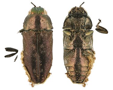 Diphucrania adusta, PL3880C, male, dead non-emerged adult, from Eutaxia diffusa (PJL 3159) stem base, MU, 6.6 × 2.6 mm